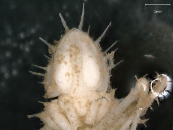Media type: image; Invertebrate Zoology 151007